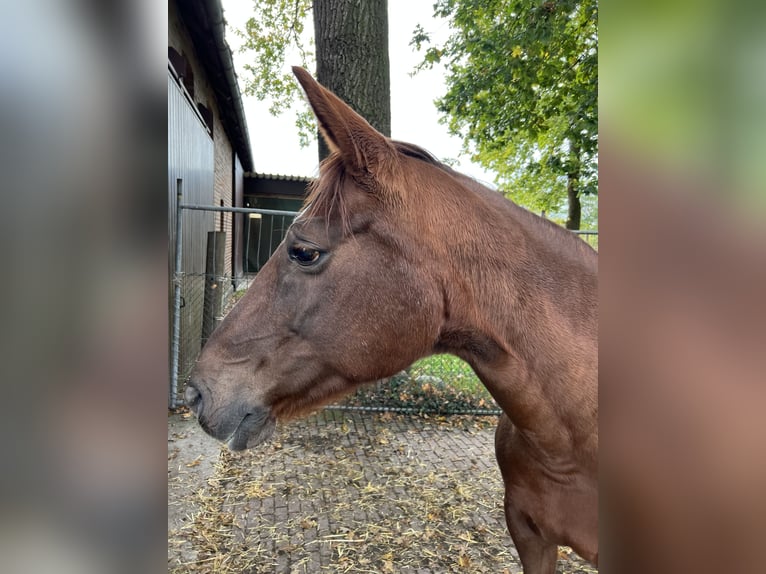 Westphalien Jument 17 Ans 172 cm Alezan brûlé in Beelen