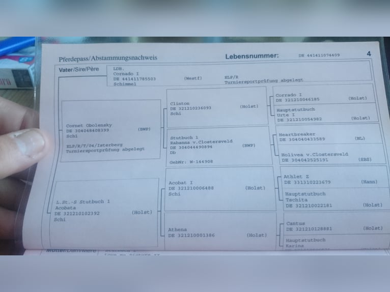 Westphalien Jument 17 Ans 176 cm Bai brun foncé in Waldbröl