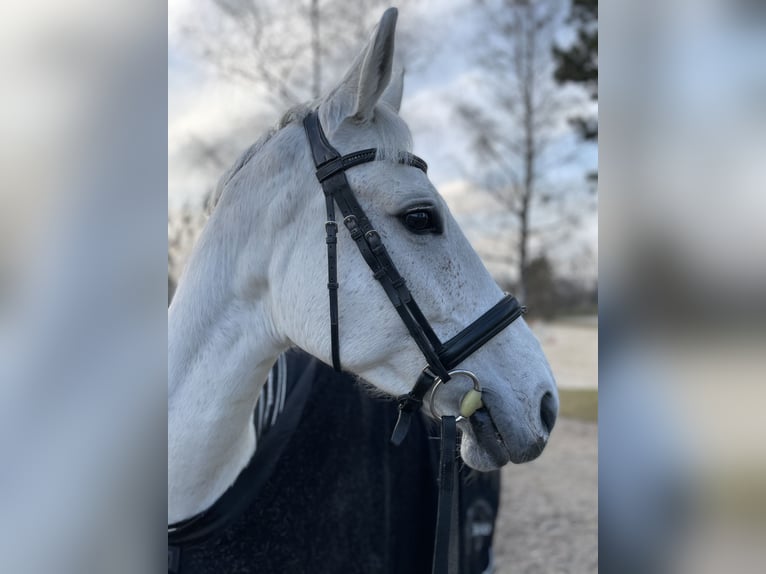 Westphalien Jument 18 Ans 164 cm Gris in Kirchdorf