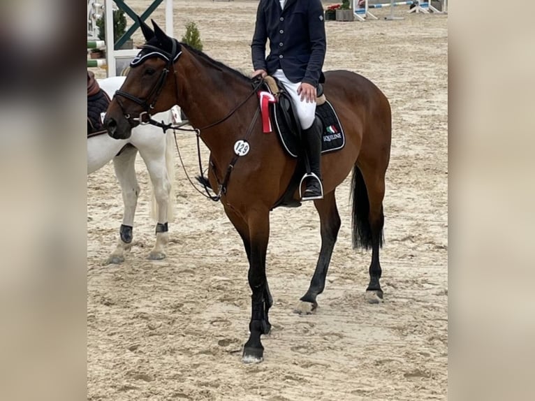 Westphalien Jument 18 Ans 165 cm Bai in Bernkastel-Kues