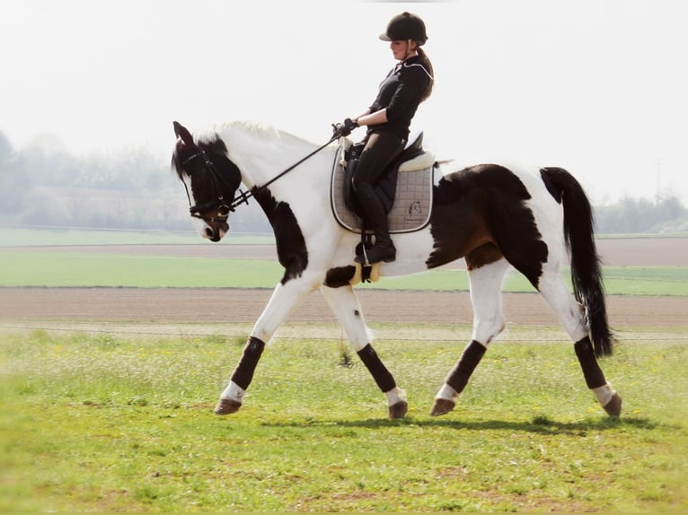 Westphalien Jument 18 Ans 174 cm Pinto in Korntal-Münchingen