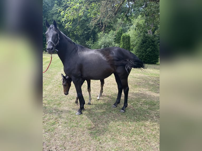 Westphalien Jument 18 Ans Noir in Adelheidsdorf