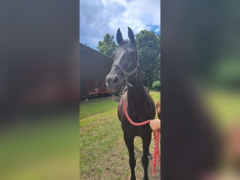 Westphalien Jument 18 Ans Noir in Adelheidsdorf