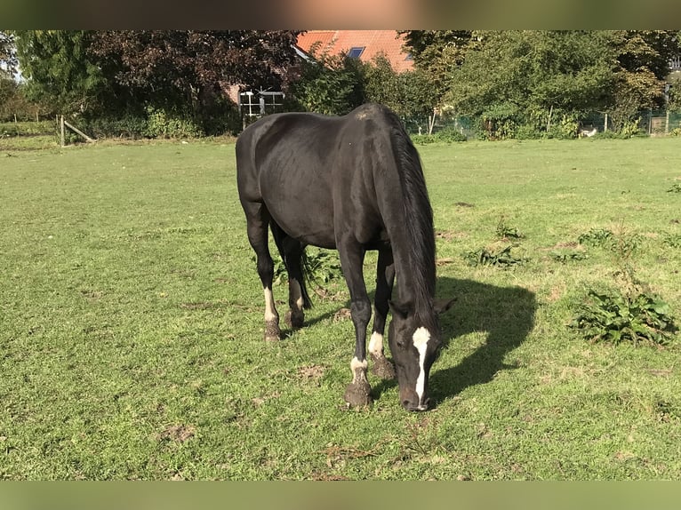 Westphalien Jument 19 Ans 164 cm Noir in Langenberg