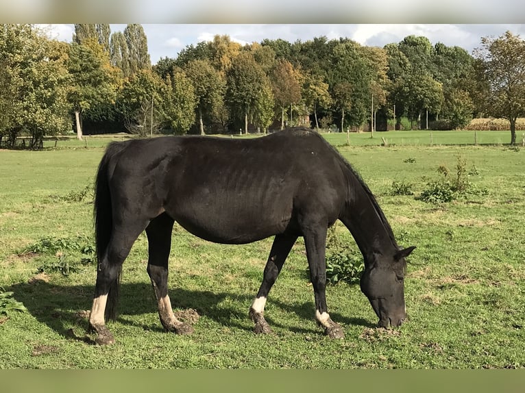 Westphalien Jument 19 Ans 164 cm Noir in Langenberg