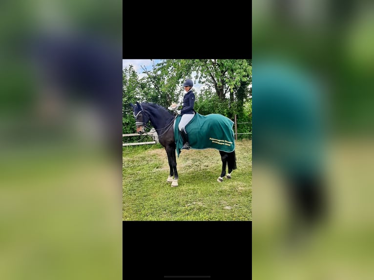 Westphalien Jument 19 Ans 168 cm Bai brun in Höxter