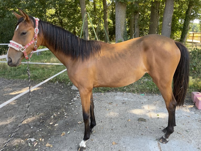 Westphalien Jument 1 Année 155 cm Bai in Gronau (Westfalen)