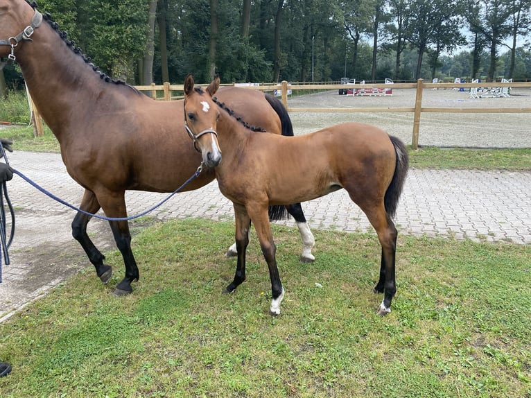 Westphalien Jument 1 Année 155 cm Bai in Gronau (Westfalen)