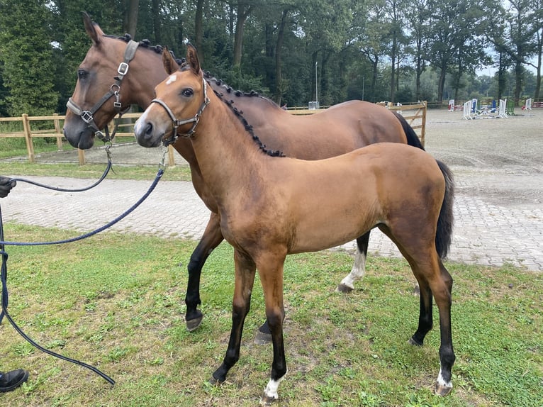 Westphalien Jument 1 Année 155 cm Bai in Gronau (Westfalen)