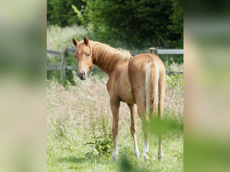 Westphalien Jument 1 Année 168 cm Alezan in R&#xFC;mpel