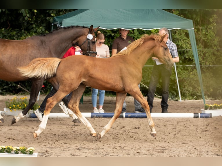 Westphalien Jument 1 Année 172 cm Alezan brûlé in Vlotho