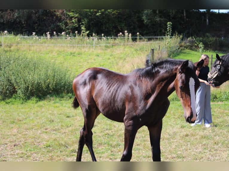 Westphalien Jument 1 Année 175 cm Bai brun foncé in Ratingen