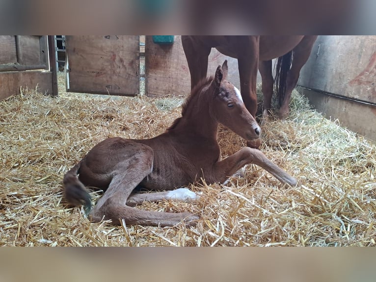 Westphalien Jument 1 Année Alezan brûlé in Borchen