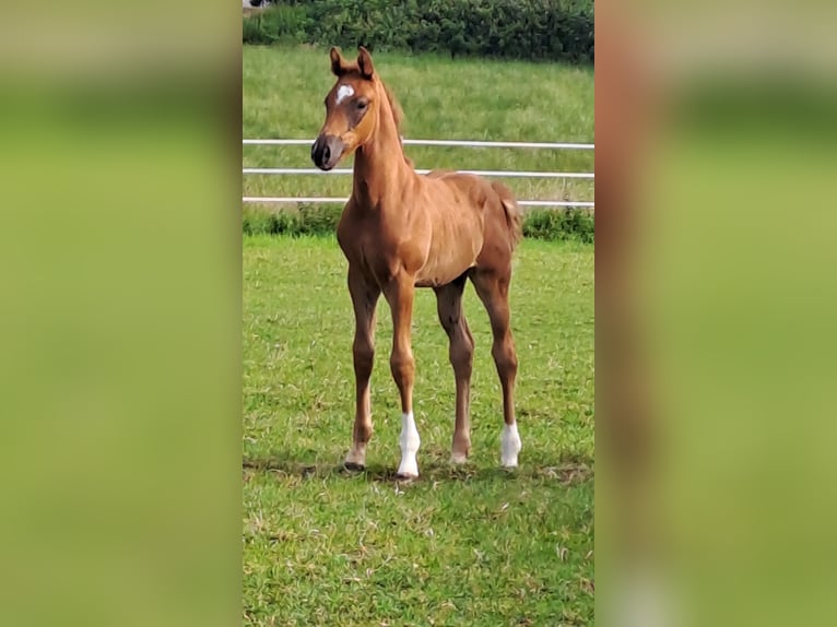 Westphalien Jument 1 Année Alezan brûlé in Borchen