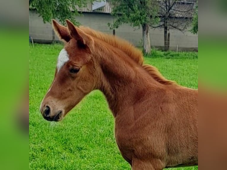 Westphalien Jument 1 Année Alezan brûlé in Borchen