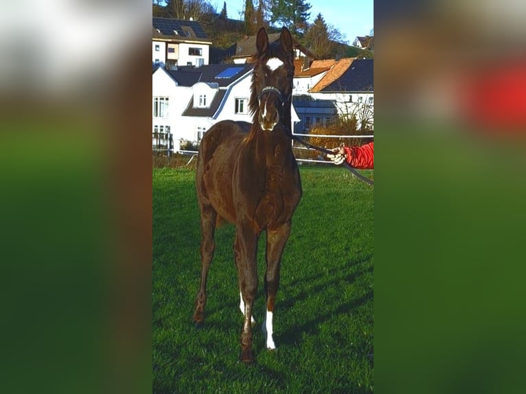 Westphalien Jument 1 Année Alezan brûlé in Borchen