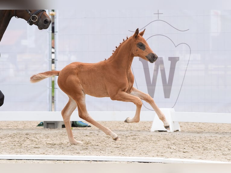 Westphalien Jument 1 Année Alezan brûlé in Selm