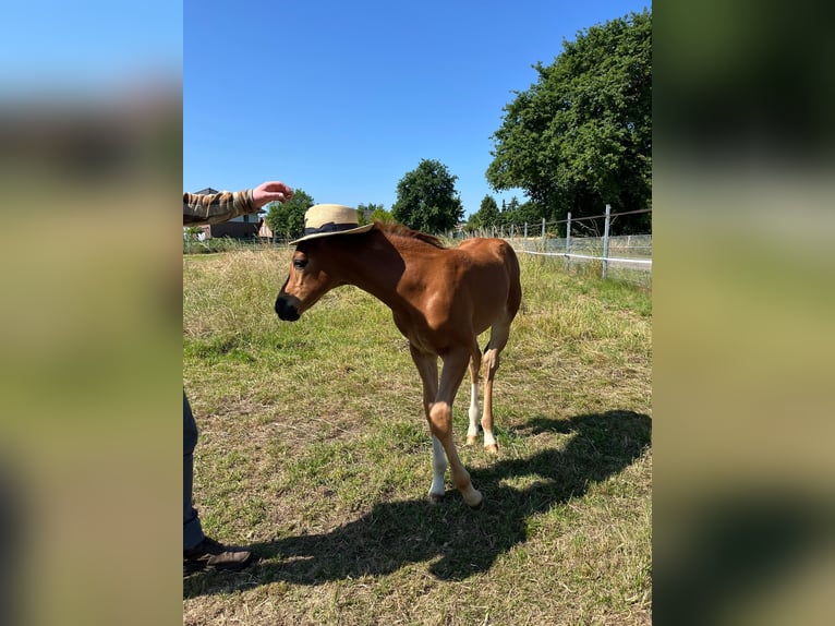Westphalien Jument 1 Année Alezan in Raesfeld