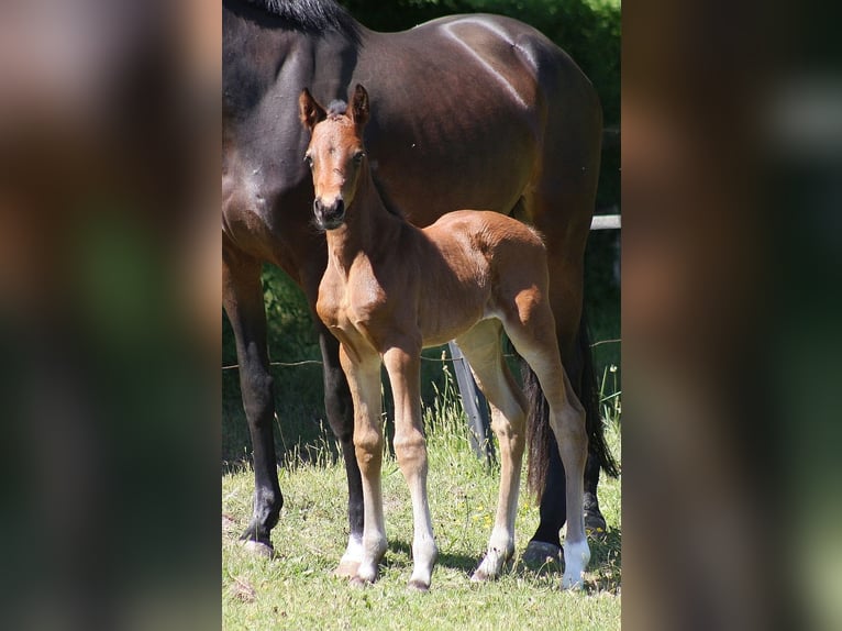 Westphalien Jument 1 Année Bai brun in Wesel