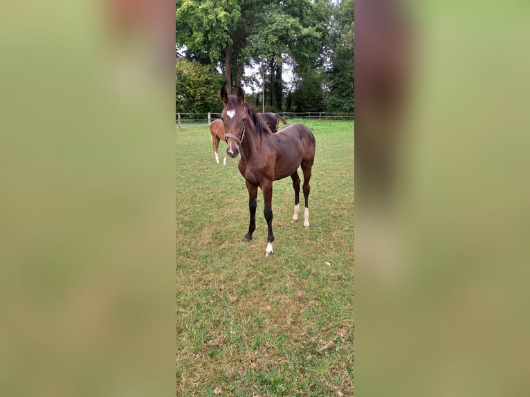 Westphalien Jument 1 Année Bai in Vreden