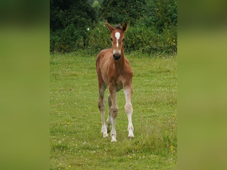 Westphalien Jument 1 Année Bai clair in Hamm