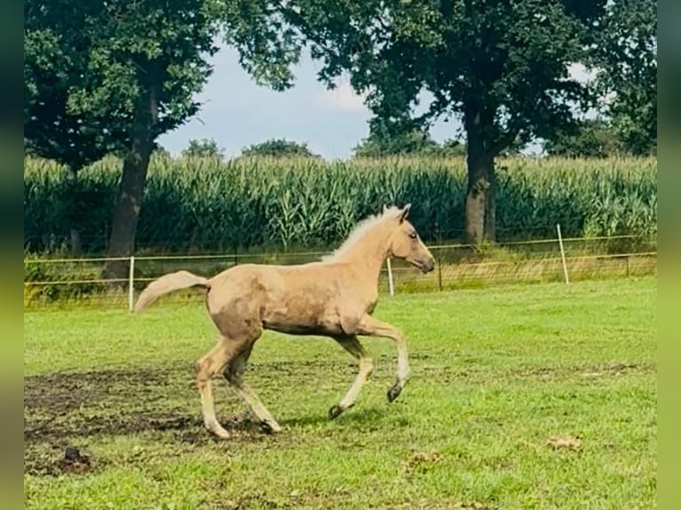 Westphalien Jument 1 Année Palomino in Ihlow