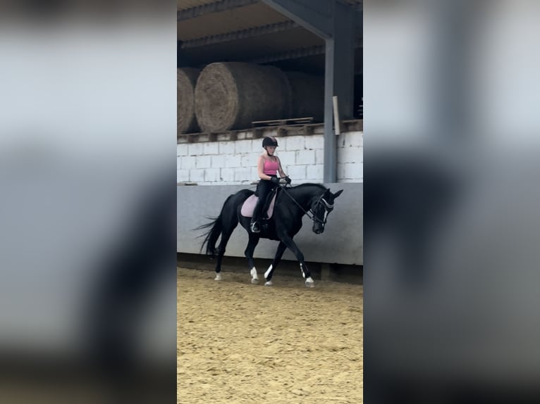 Westphalien Jument 20 Ans 165 cm Noir in Dortmund