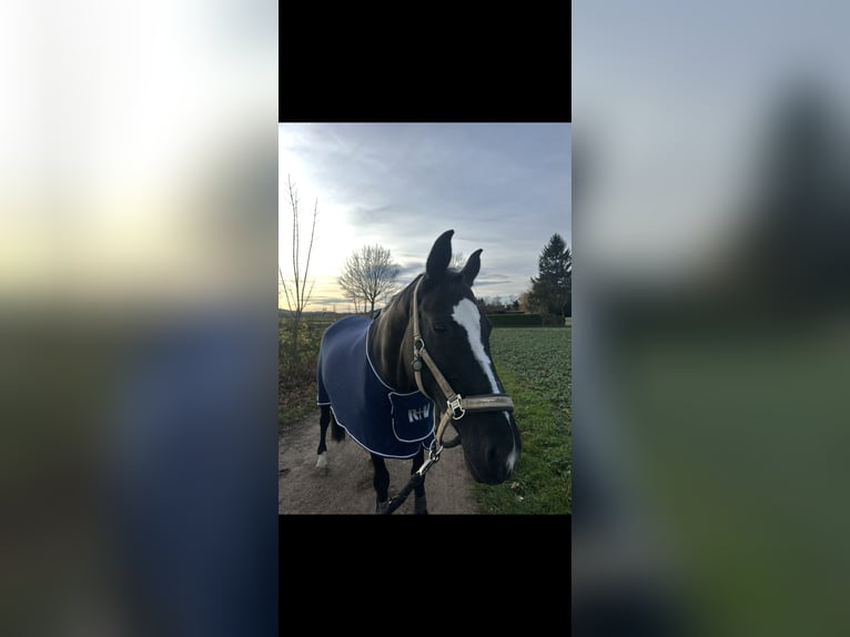 Westphalien Jument 20 Ans 165 cm Noir in Dortmund