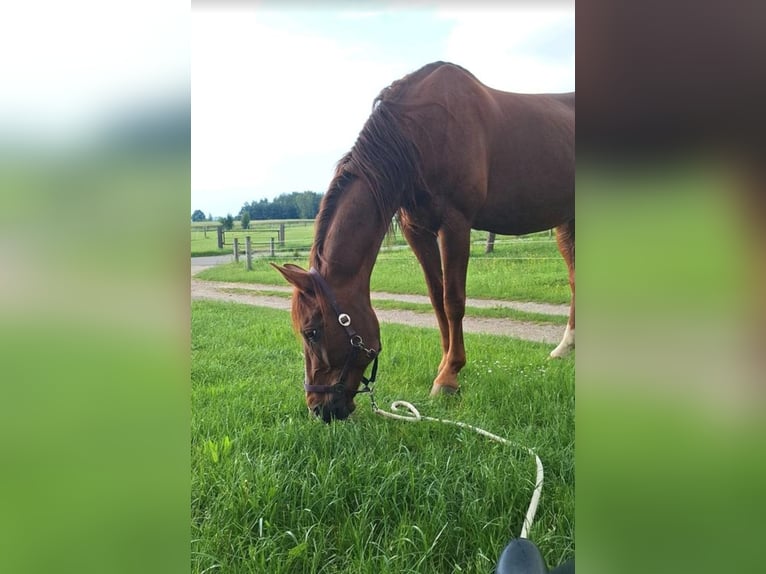 Westphalien Jument 23 Ans 170 cm Alezan in Ingolstadt