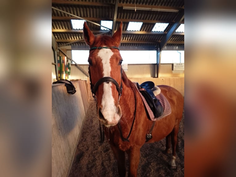 Westphalien Jument 24 Ans Alezan in Schacht-Audorf