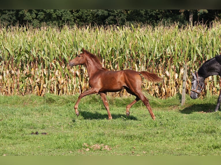 Westphalien Jument 2 Ans 160 cm Alezan in Wesel