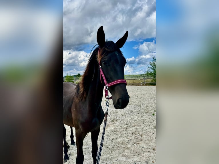 Westphalien Jument 2 Ans 160 cm Bai brun foncé in Weiskirchen