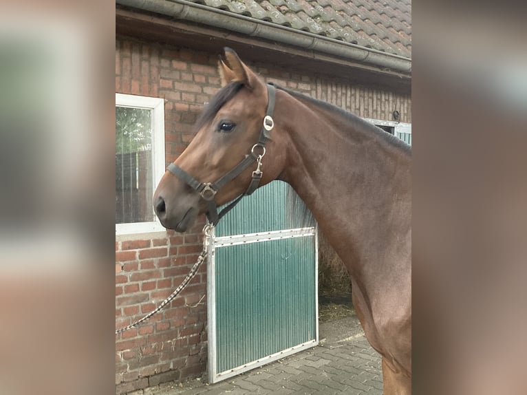 Westphalien Jument 2 Ans 162 cm Bai in Reken