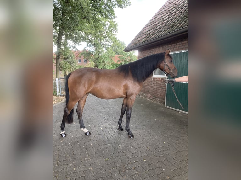 Westphalien Jument 2 Ans 162 cm Bai in Reken