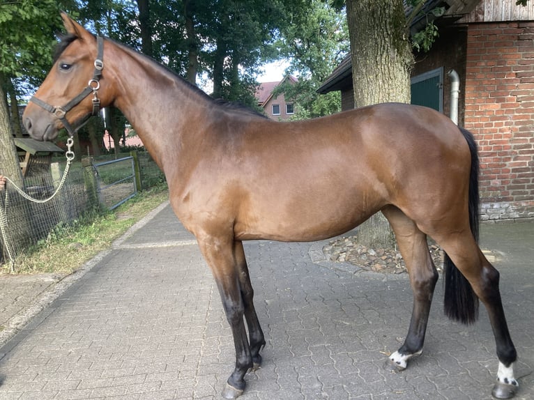 Westphalien Jument 2 Ans 162 cm Bai in Reken