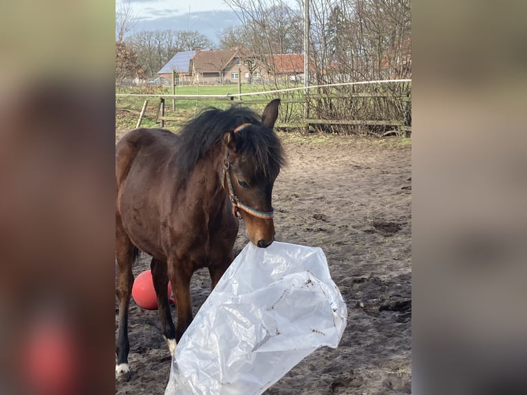 Westphalien Jument 2 Ans 162 cm Bai in Reken