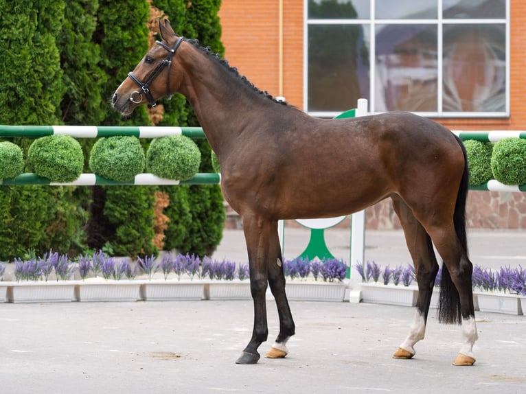 Westphalien Jument 2 Ans 162 cm Bai in M&#xFC;nster Handorf