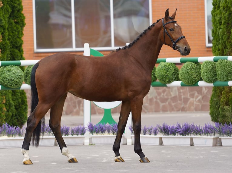 Westphalien Jument 2 Ans 162 cm Bai in M&#xFC;nster Handorf