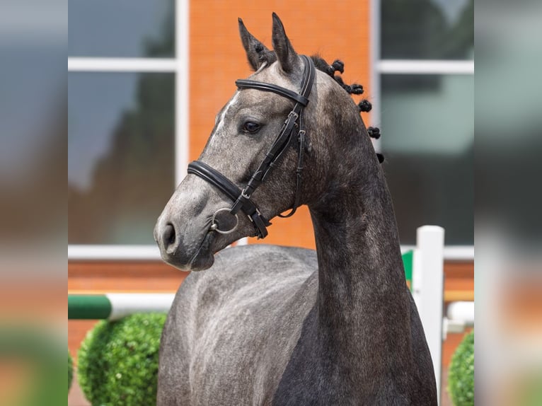 Westphalien Jument 2 Ans 162 cm Gris in M&#xFC;nster Handorf