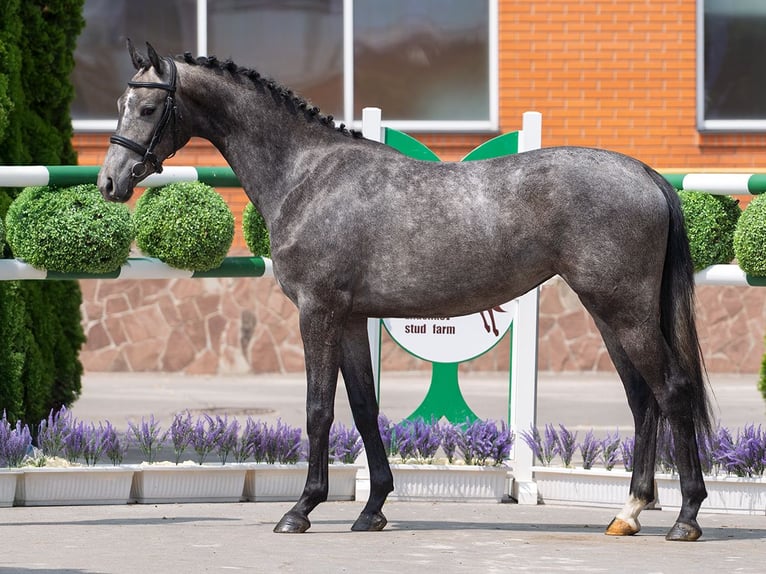 Westphalien Jument 2 Ans 162 cm Gris in M&#xFC;nster Handorf