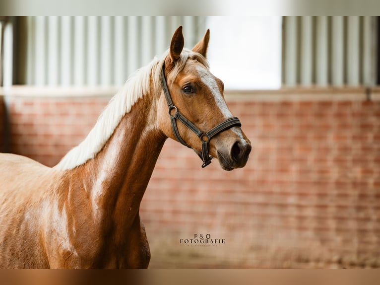 Westphalien Jument 2 Ans 163 cm Palomino in Marl