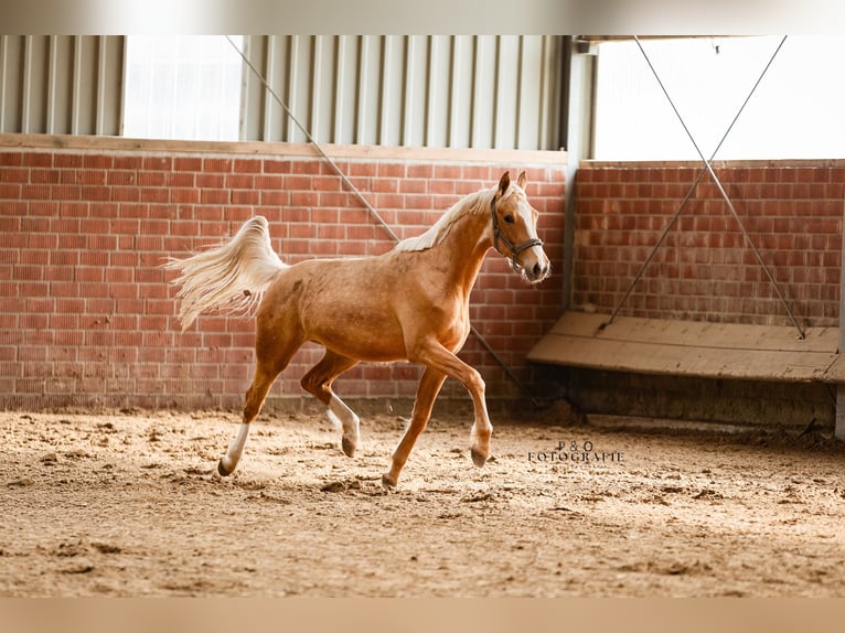 Westphalien Jument 2 Ans 163 cm Palomino in Marl