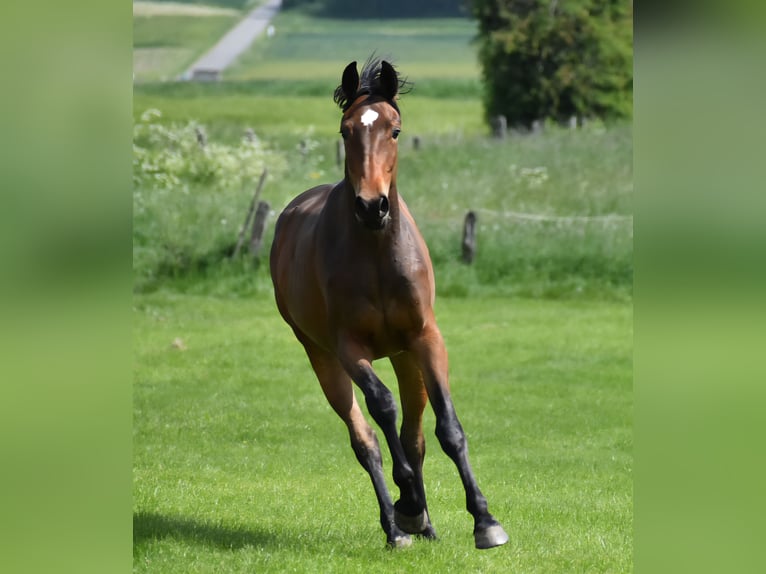 Westphalien Jument 2 Ans 164 cm Bai in Aachen