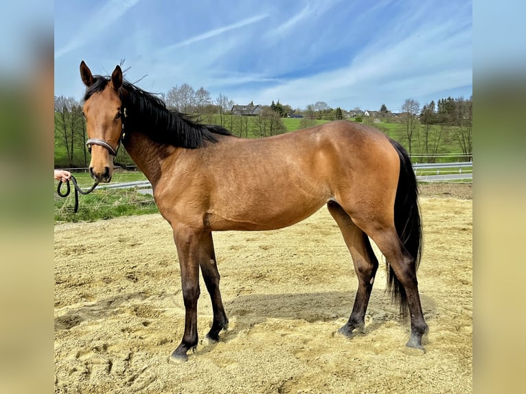 Westphalien Jument 2 Ans 165 cm Bai cerise in Wipperfürth