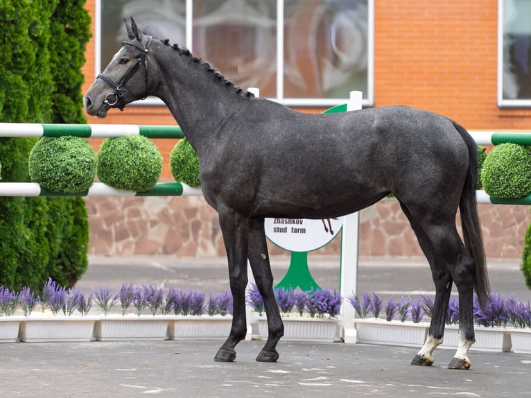Westphalien Jument 2 Ans 166 cm Gris in M&#xFC;nster Handorf