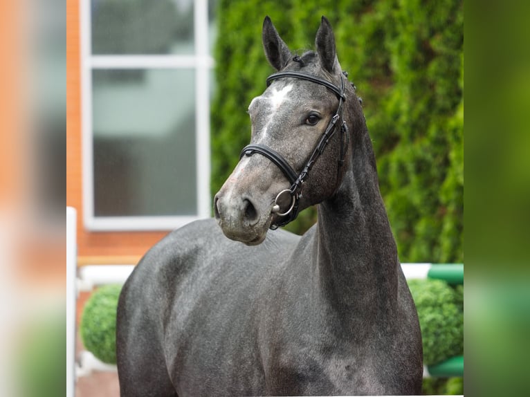 Westphalien Jument 2 Ans 166 cm Gris in M&#xFC;nster Handorf