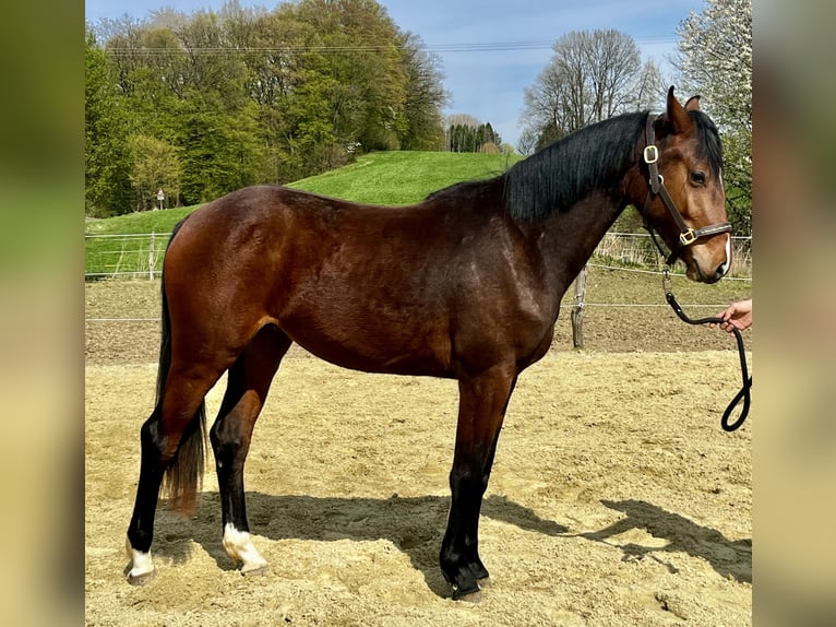Westphalien Jument 2 Ans 167 cm Bai in Wipperfürth