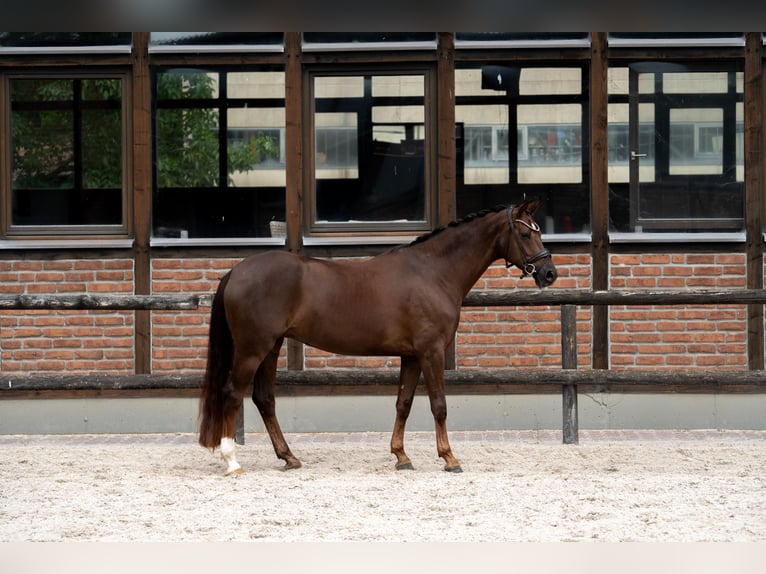 Westphalien Jument 2 Ans 168 cm Alezan brûlé in Heidesheim am Rhein