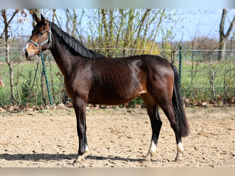 Westphalien Jument 2 Ans 168 cm Bai in Kutenholz