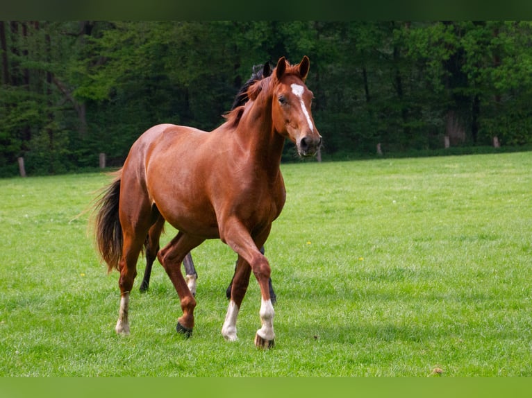 Westphalien Jument 2 Ans 169 cm Alezan in Legden